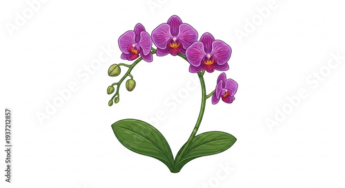 Purple orchid flower branch vector isolated

