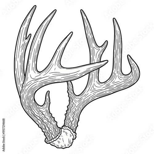 Hand drawn vintage deer antlers illustration in engraving style isolated on white background