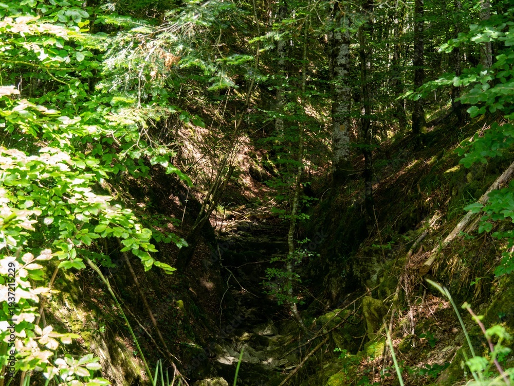 Fototapeta premium Sunlit green forest ravine with dense foliage