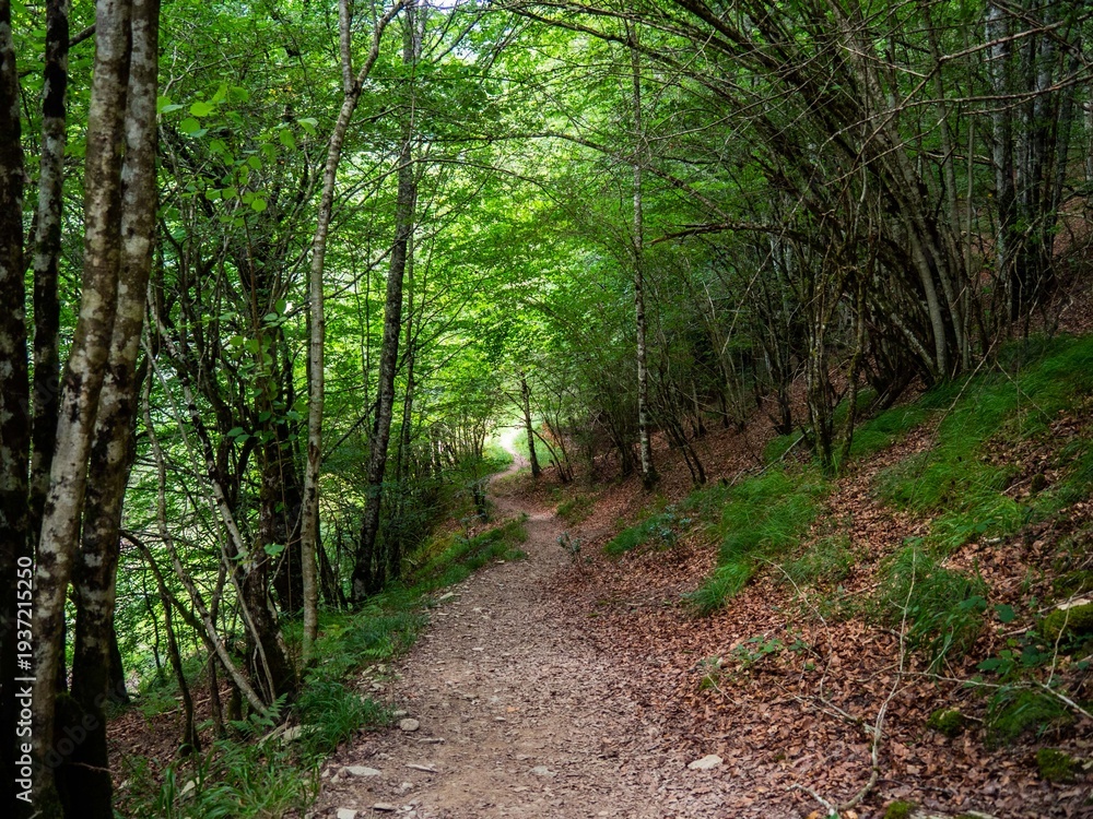 Obraz premium Forest path winding through green dense woods