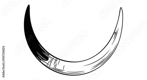 Detailed illustration of a curved tusk, showcasing its shape and texture in stark contrast.