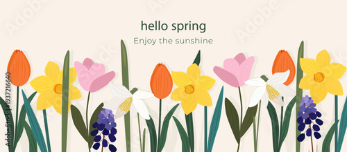 Vector spring banner with Hello Spring text and horizontal flower border. Textured tulips, narcissus, and muscari on white background. Floral header for websites, social media, and newsletters.