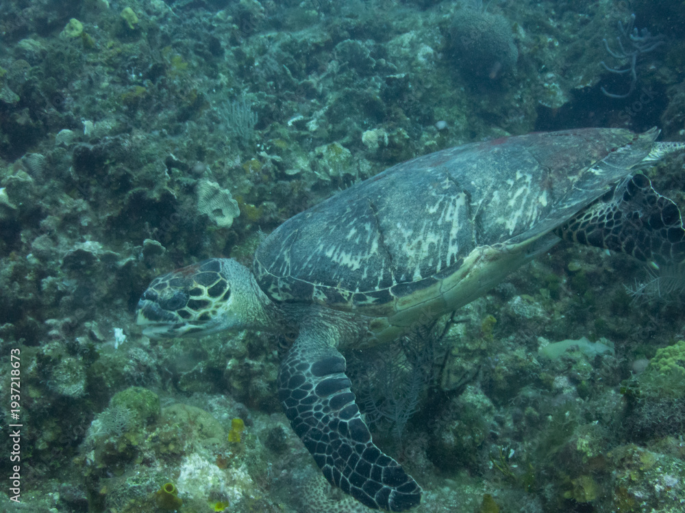 Obraz premium Hawksbill Turtle