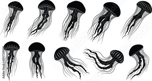 Jellyfish silhouettes set. A group of black jellyfish in different poses, floating and isolated on white background