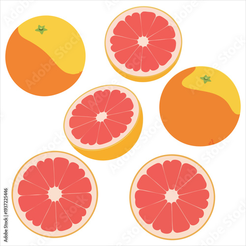 illustration of grapefruit art