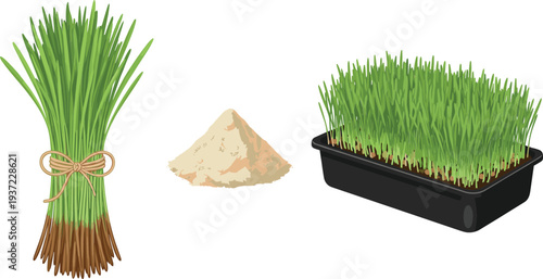 Wheatgrass Vector Set with Fresh Wheatgrass Bundle, Powder, and Sprouting Tray Healthy Superfood Plant Illustration for Juice, Detox, and Nutrition Designs