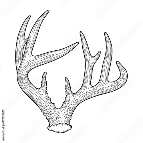 Hand drawn vintage deer antlers illustration in engraving style isolated on white background