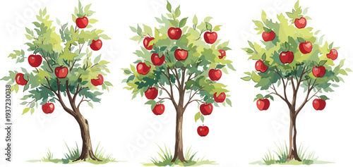 Apple, fruit, tree, orchard, red, apples, harvest, garden, nature, plant, agriculture, organic, fresh, healthy, botanical, farm, summer, illustration, tree, vector