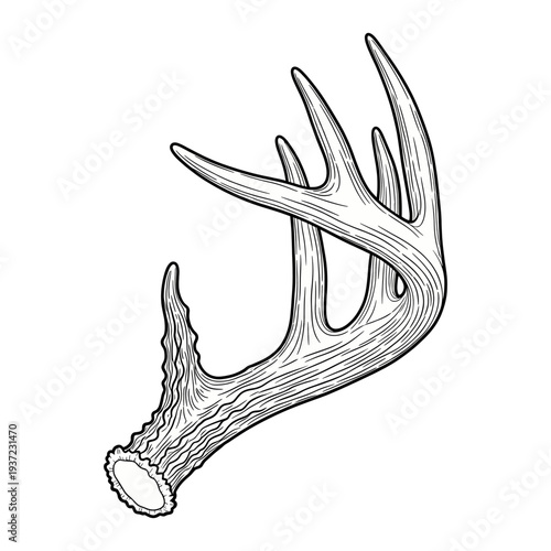 Hand drawn vintage deer antlers illustration in engraving style isolated on white background