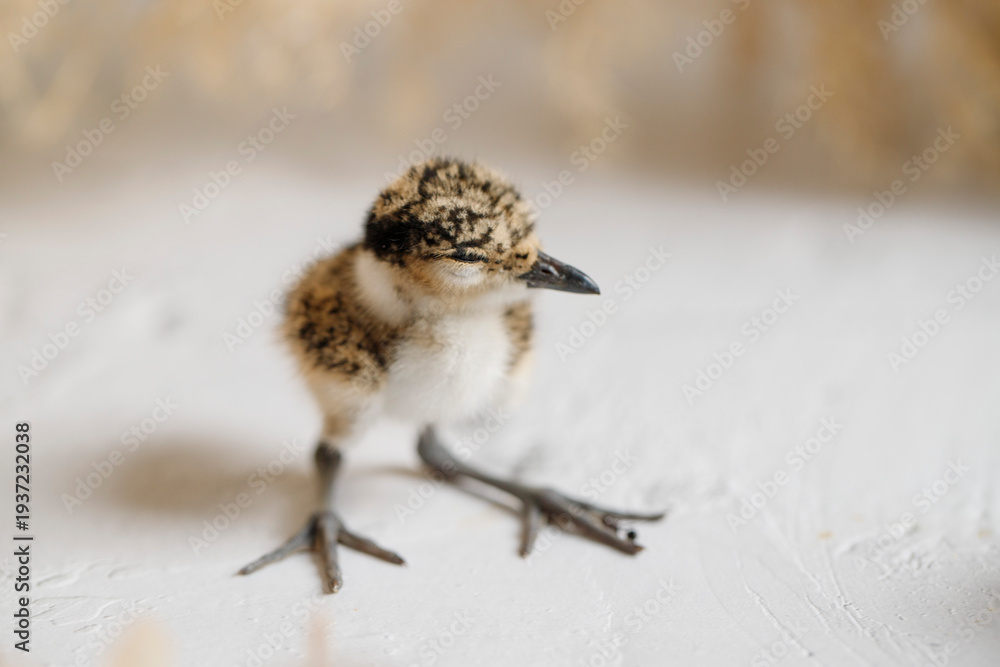 Obraz premium Close-up of a cute Lapwing chick, Vanellus vanellus, on light background