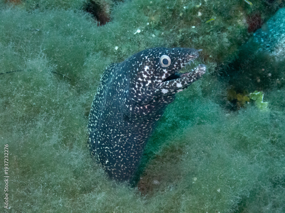 Fototapeta premium Spotted Moray