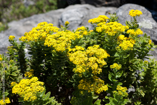 South African Rhodiola rosea on a cloudy winter day.