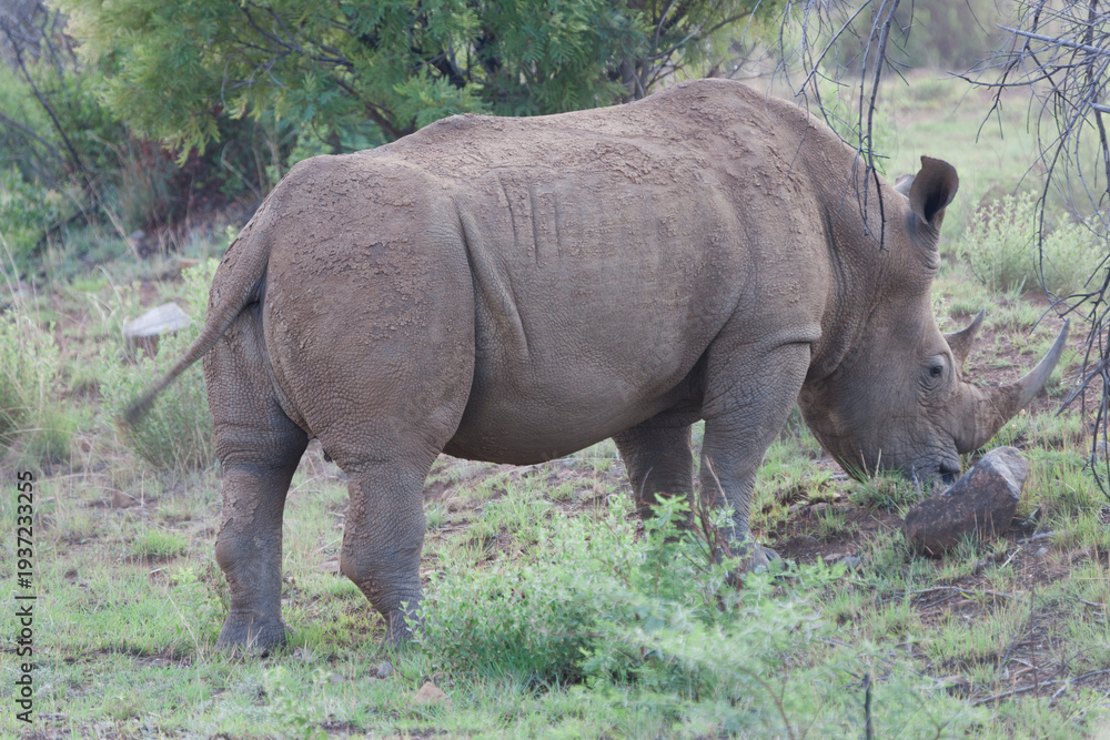 Fototapeta premium South African black rhinoceros on a cloudy winter day.