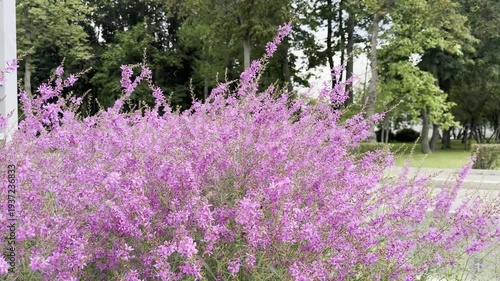 Magenta Flowers Bloom Beautifully Along Green Landscape
Vibrant Pink Blossoms Create A Stunning Summer Display