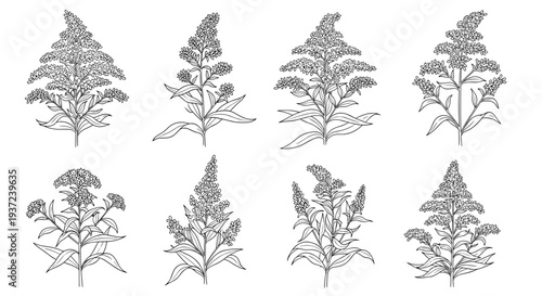 Collection of botanical illustrations of goldenrod plants hand drawn in vintage sketch style featuring detailed floral