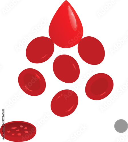 Red blood cells and a single drop of blood on a medical illustration  human body fluid components