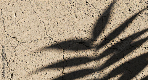 Palm tree shadow on cracked dry earth with natural sunlight