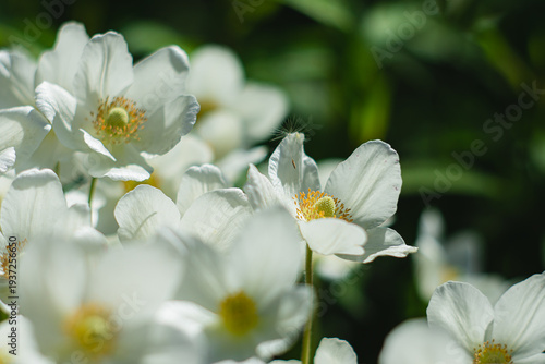 Foto White anemone flower and fluff