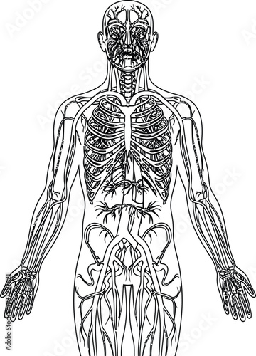 Human anatomy illustration, nervous circulatory skeletal systems front view, rib cage spine skull arteries veins nerves, medical physiology education science diagram art