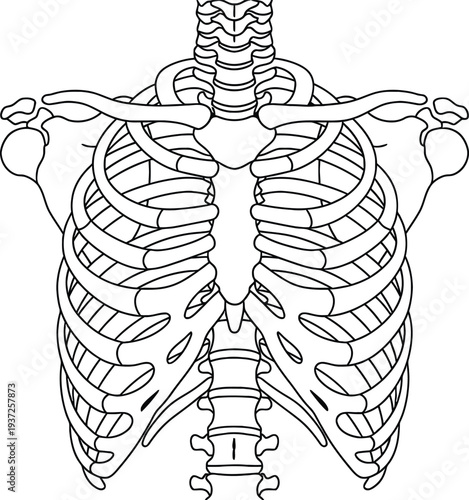 Human anatomy illustration, thoracic skeleton rib cage sternum clavicle scapula vertebrae front view, medical orthopedics physiology education science diagram art