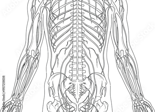 Human anatomy illustration, torso upper limbs, skeletal muscular nervous systems, spinal cord rib cage pelvis arms hands, medical physiology neurology science education art