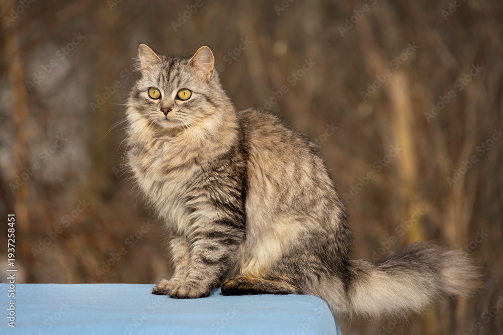 Obraz premium A stunning long-haired grey-brown tabby cat sits gracefully looking away. Beautiful portrait of a domestic cat with thick fur and bright eyes against a blurred forest background.