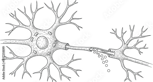 Human neuron illustration, synapse communication, brain nervous system, axon dendrites nucleus, neurotransmitter release, medical physiology neurology science education diagram art