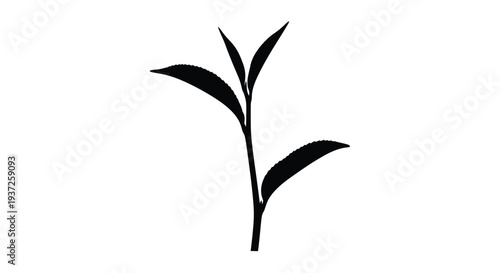 Elegant tea plant branch with detailed leaves a striking silhouette