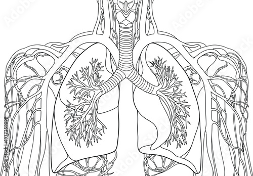 Human respiratory system anatomy illustration, lungs, trachea, bronchi, bronchioles, arteries, veins, medical diagram, biology chart, science education, human body organs