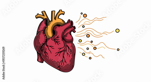 Anatomical heart with flowing lines and circles illustration