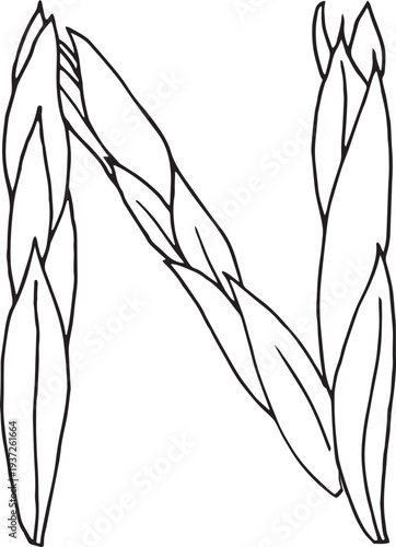 EPS Doodle style letter N drawn with tea leaves. Hand drawn black line art, simple sketch, raw tea leaves arranged in shape of N, organic texture, white background