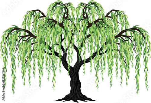 Graceful willow tree illustration with cascading green leaves and textured trunk, symbolizing tranquility, nature beauty, peaceful landscape, and serene environment for design and creative projects