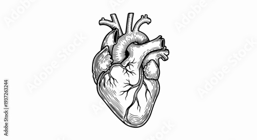 Black and white anatomical heart engraving illustration