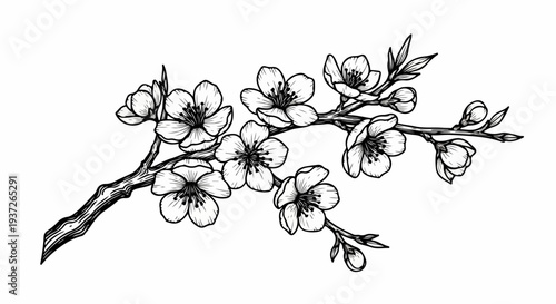 Cherry blossom branch line art with open flowers and buds