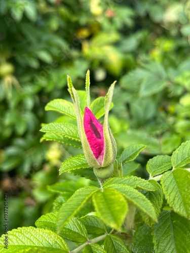 Принти на полотні pink rose bud