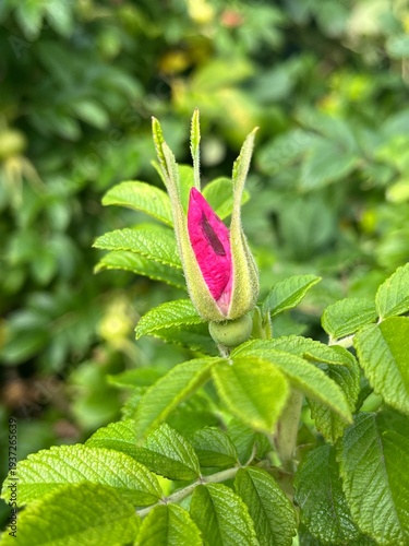 Konstfotografi pink rose bud