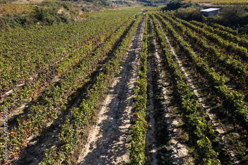 Vineyards in Labastida, Alava, Spain