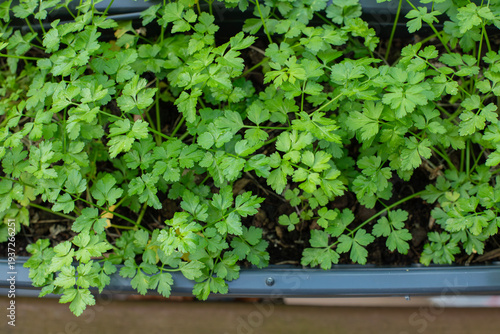 Fresh green parsley growing in a pot. Close-up of organic curly parsley in a terracotta pot. Healthy cooking, gardening, herb garden, vivid green leaves.