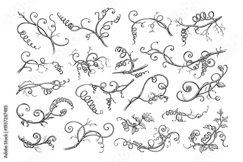 Realistic botanical vine tendrils vector set, hand drawn plant spirals, grapevine and climbing plant curling tendrils, botanical line art illustration collection isolated on transparent background