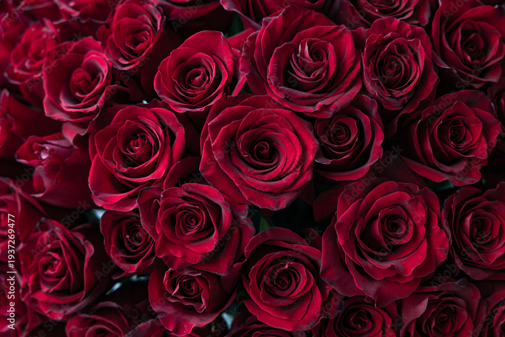 Obraz premium Luxurious Close-up of Deep Red Roses with Velvet Texture