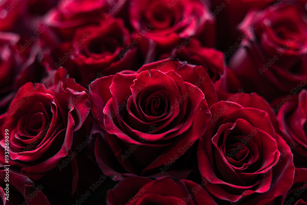 Obraz premium Luxurious Close-up of Deep Red Roses with Velvet Texture