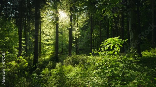 Lush green majestic forest with the sun casing beautiful light and shadows. Ascending view angle.  