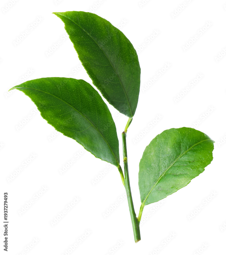 Fototapeta premium Fresh green leaves of citrus plant isolated on white