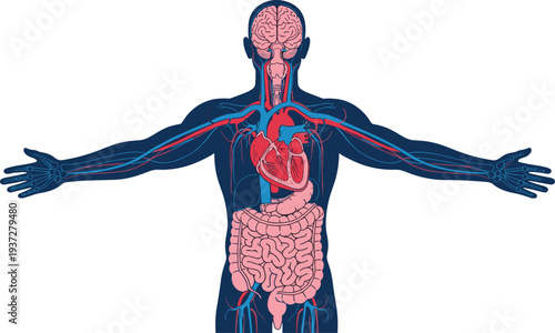 Detailed anatomy of human body with internal organs circulatory system heart brain and digestive tract isolated on white background for design.