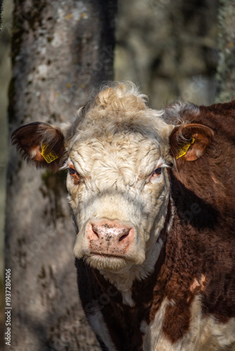 Close up portrait of brown and white beef cow with ear tags in woodland pasture, livestock farming and sustainable agriculture concept