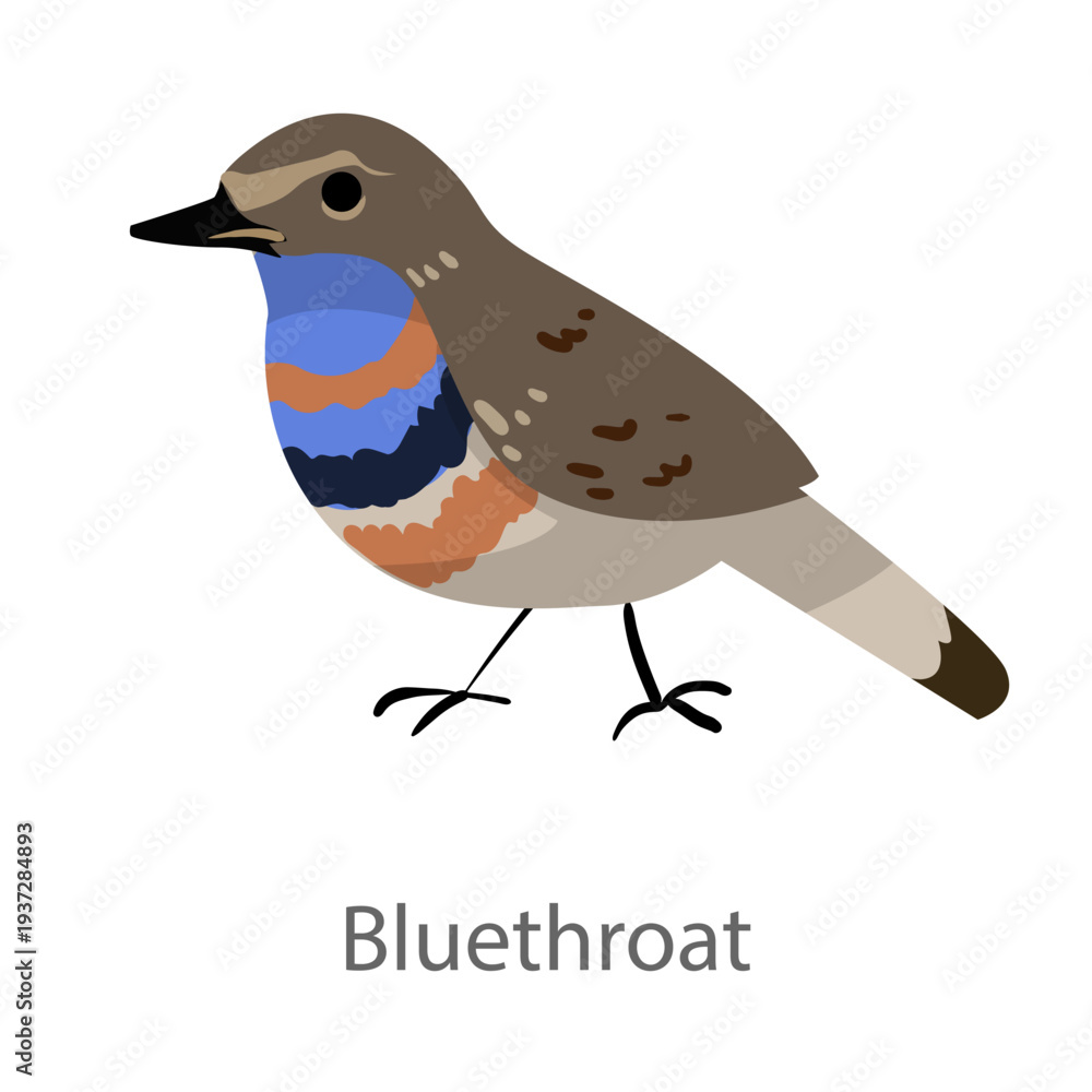 Obraz premium Flat vector illustration of a bluethroat in side view. Small colorful songbird isolated on a white background.