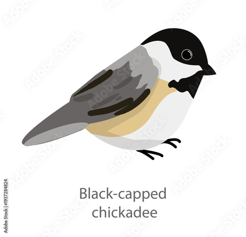Flat vector illustration of a black-capped chickadee in side view. Small grey songbird with black head isolated on a white background.