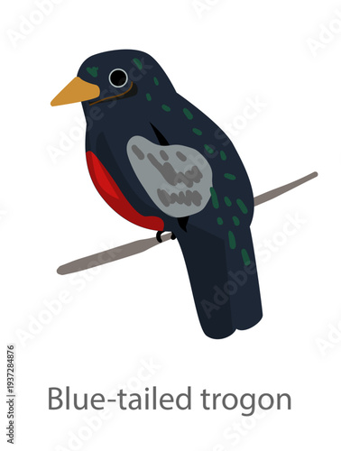 Flat vector illustration of a blue tailed trogon perched on a branch. Tropical forest bird isolated on a white background.
