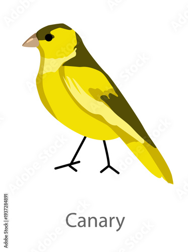 Flat vector illustration of a yellow canary in side view. Small bright songbird isolated on a white background, suitable for educational and design use.