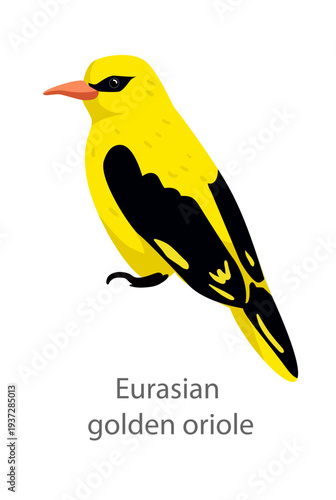 Flat vector illustration of a Eurasian golden oriole in side view. Bright yellow songbird isolated on a white background.